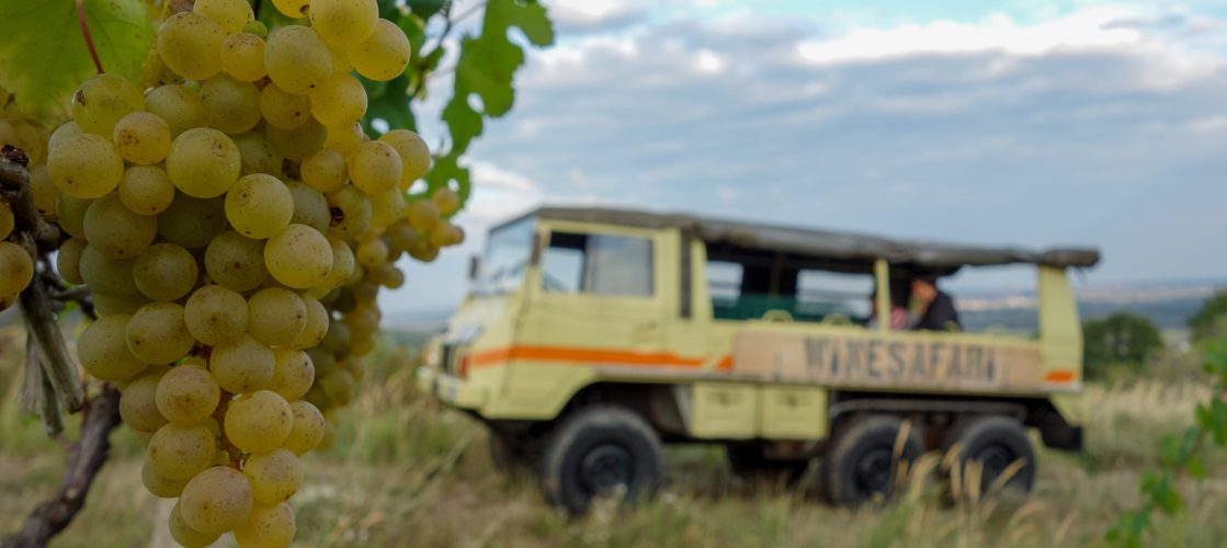 WINESAFARI Svaty Jur Slovakia local glass of wine tasting attraction the best guided tour outdoor fun Pinzgauer new experience vineyards in Bratislava area close to Vienna Austria in Central Europe u pick grapes in slovakia